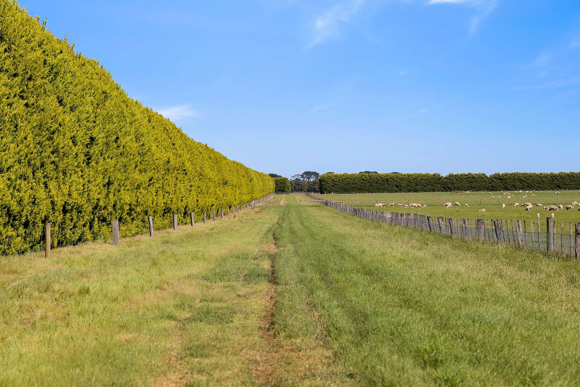 1585 Grassmere-Hexham Road, Woolsthorpe For Sale by Farmbuy.com - image 11