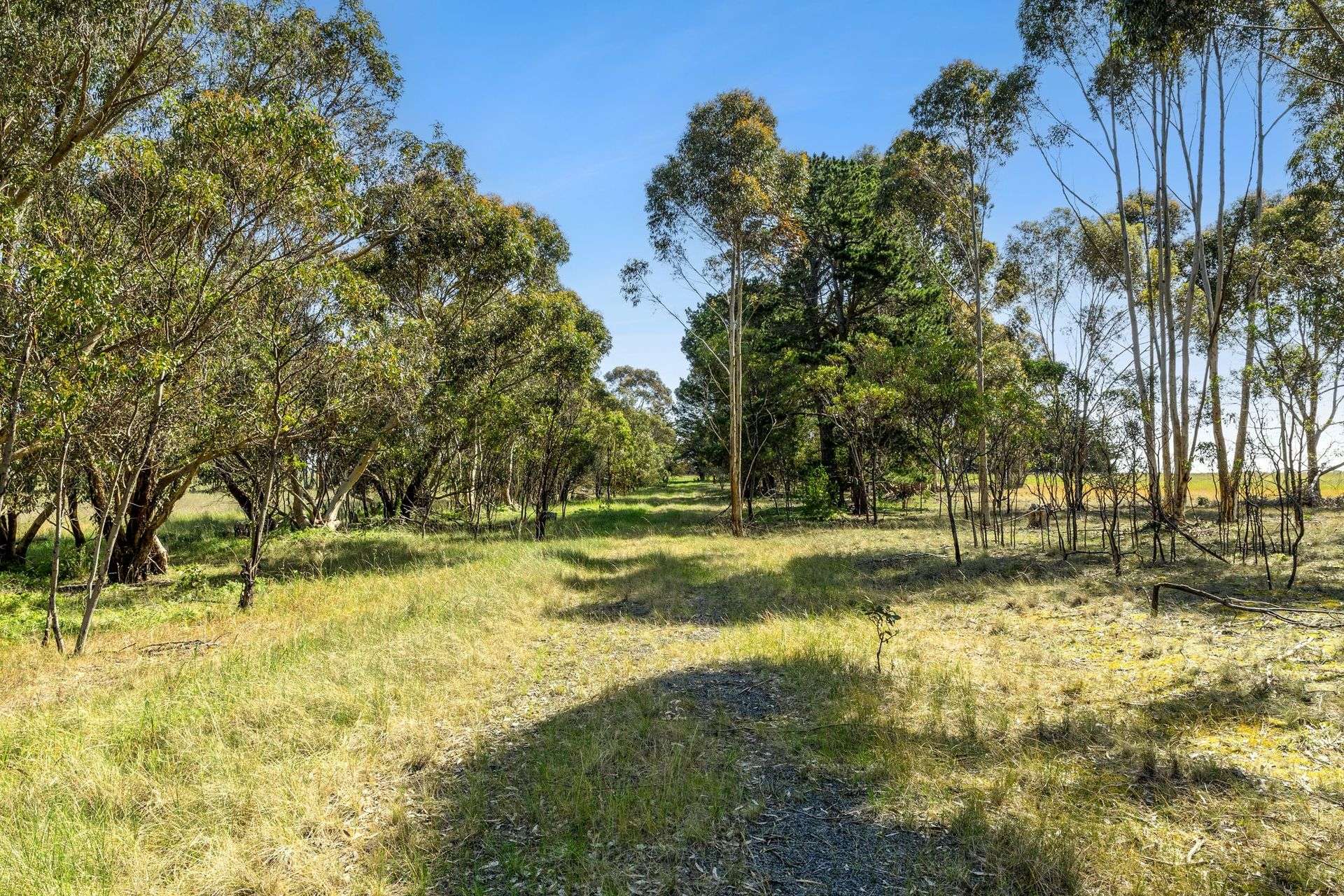 1081 Wingeel Road, Wingeel For Sale by Farmbuy.com - image 5