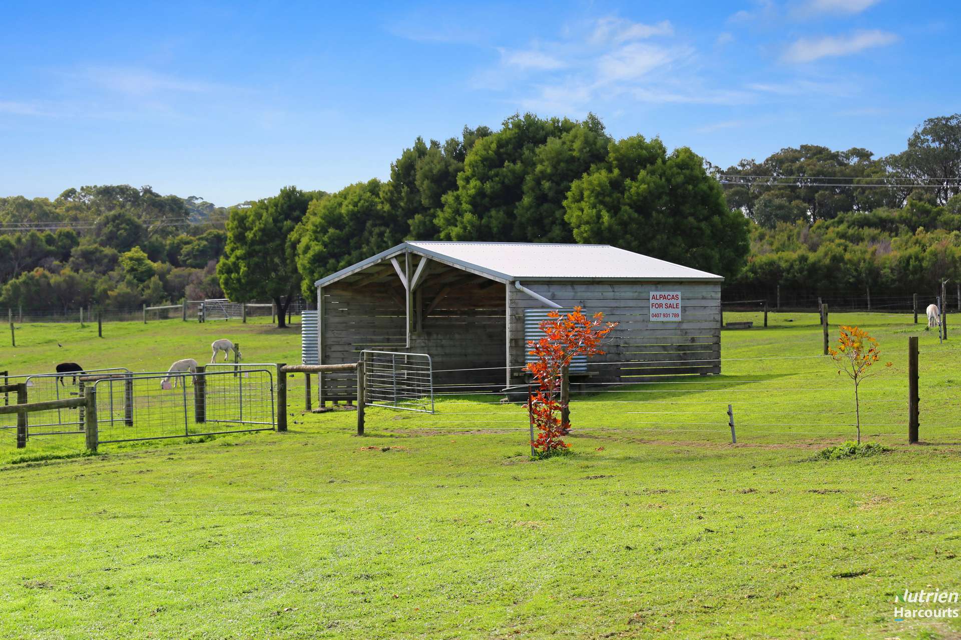 Lot 1, 1432 Princetown Road, Cooriemungle For Sale by Farmbuy.com - image 34