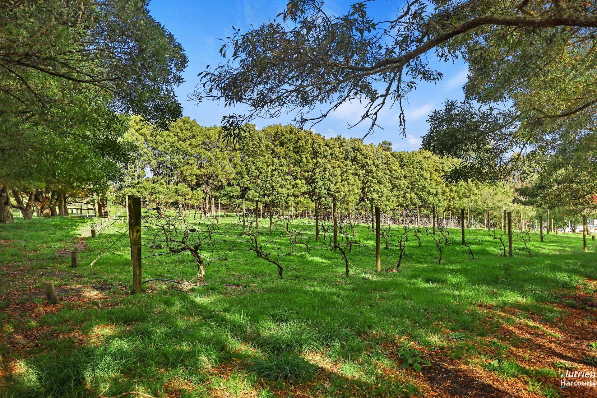 Lot 1, 1432 Princetown Road, Cooriemungle For Sale by Farmbuy.com - image 6