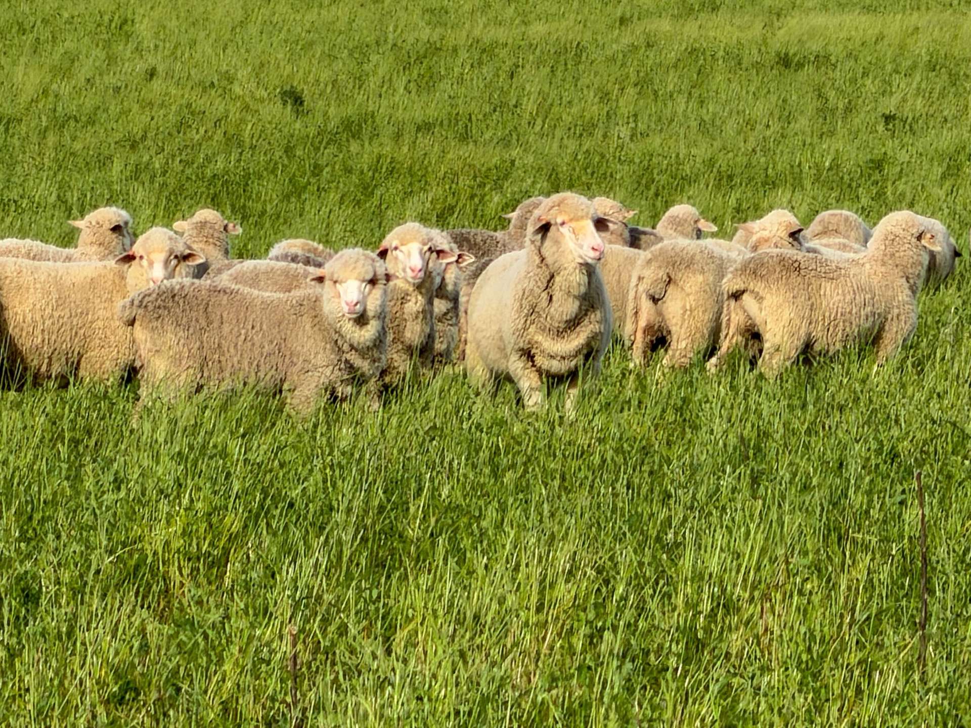 Cootamundra For Sale by Farmbuy.com - image 5