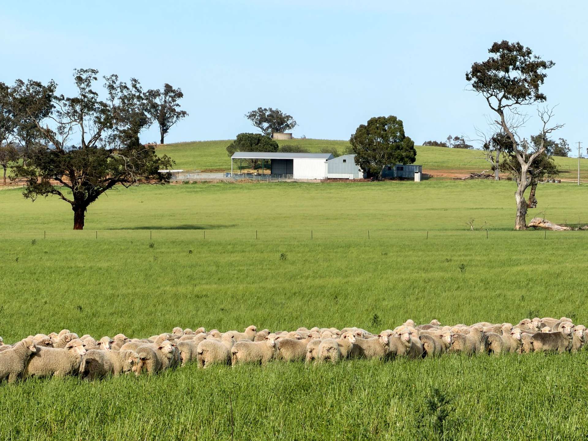 Cootamundra For Sale by Farmbuy.com - image 12