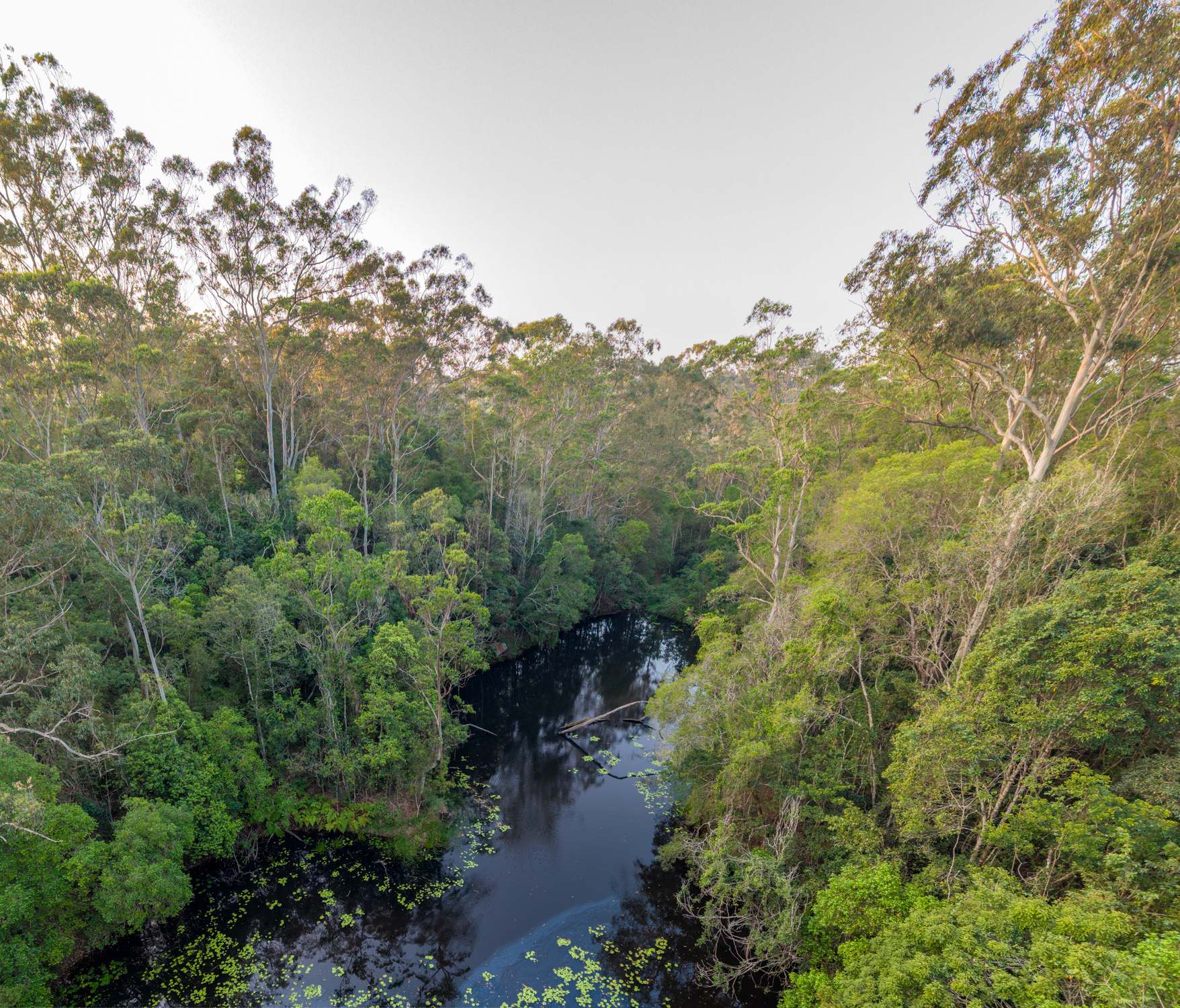 586 Cooroy Belli Creek Road, Black Mountain For Sale by Farmbuy.com - image 6