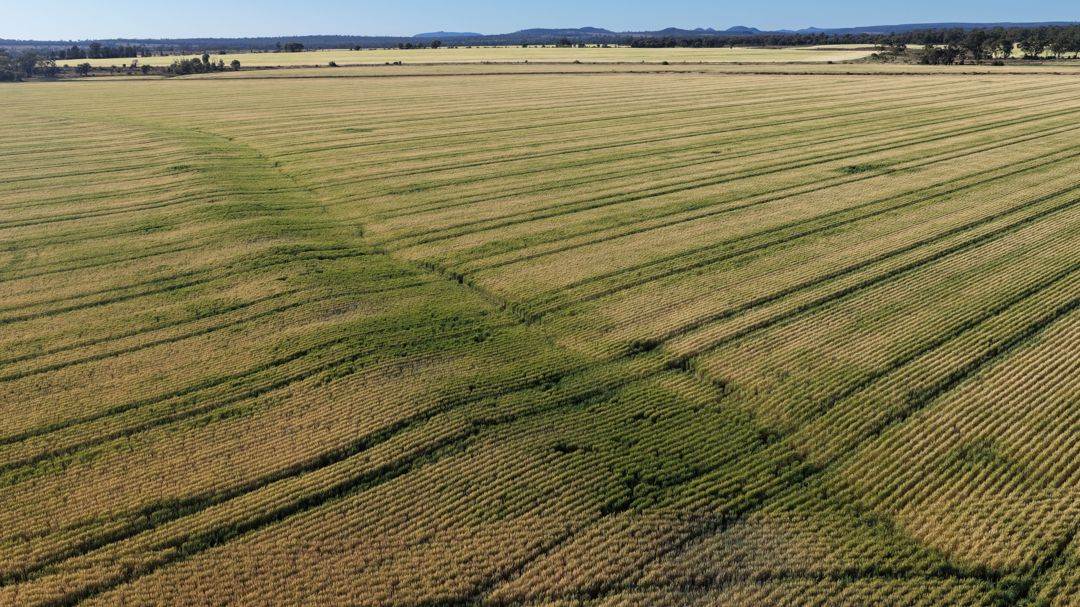 Binneguy Station, Biniguy Auction by Farmbuy.com - image 23