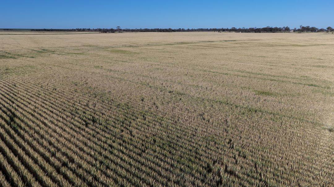 Binneguy Station, Biniguy Auction by Farmbuy.com - image 16