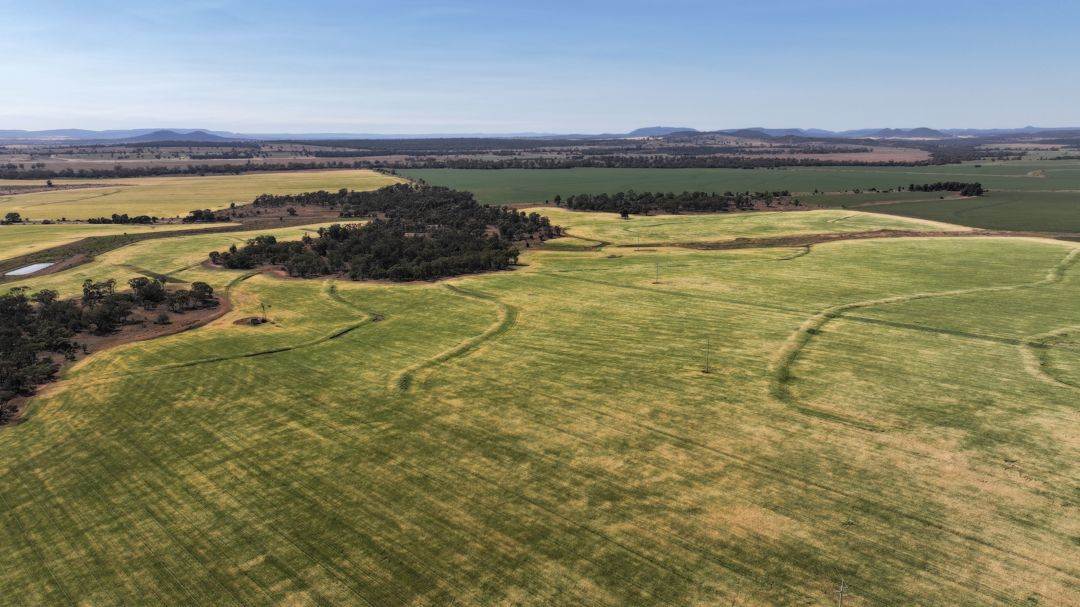 Binneguy Station, Biniguy Auction by Farmbuy.com - image 14