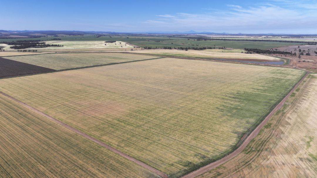 Binneguy Station, Biniguy Auction by Farmbuy.com - image 9