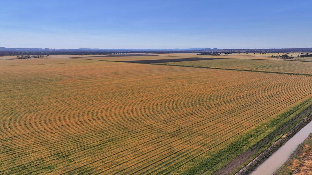 Binneguy Station, Biniguy Auction by Farmbuy.com - image 12