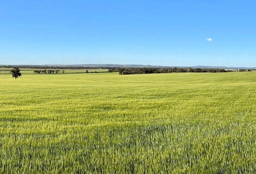 Binneguy Station, Biniguy NSW 2399