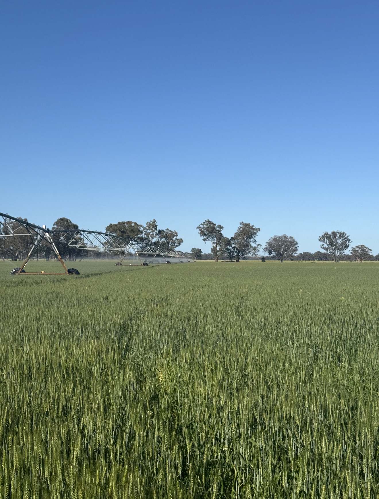 10 Noakes Road, Forbes For Sale by Farmbuy.com - image 21