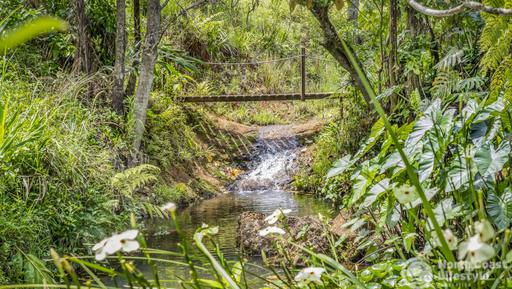 Farm For Sale - NSW - Upper Burringbar - 2483 - A special piece of Upper Burringbar 