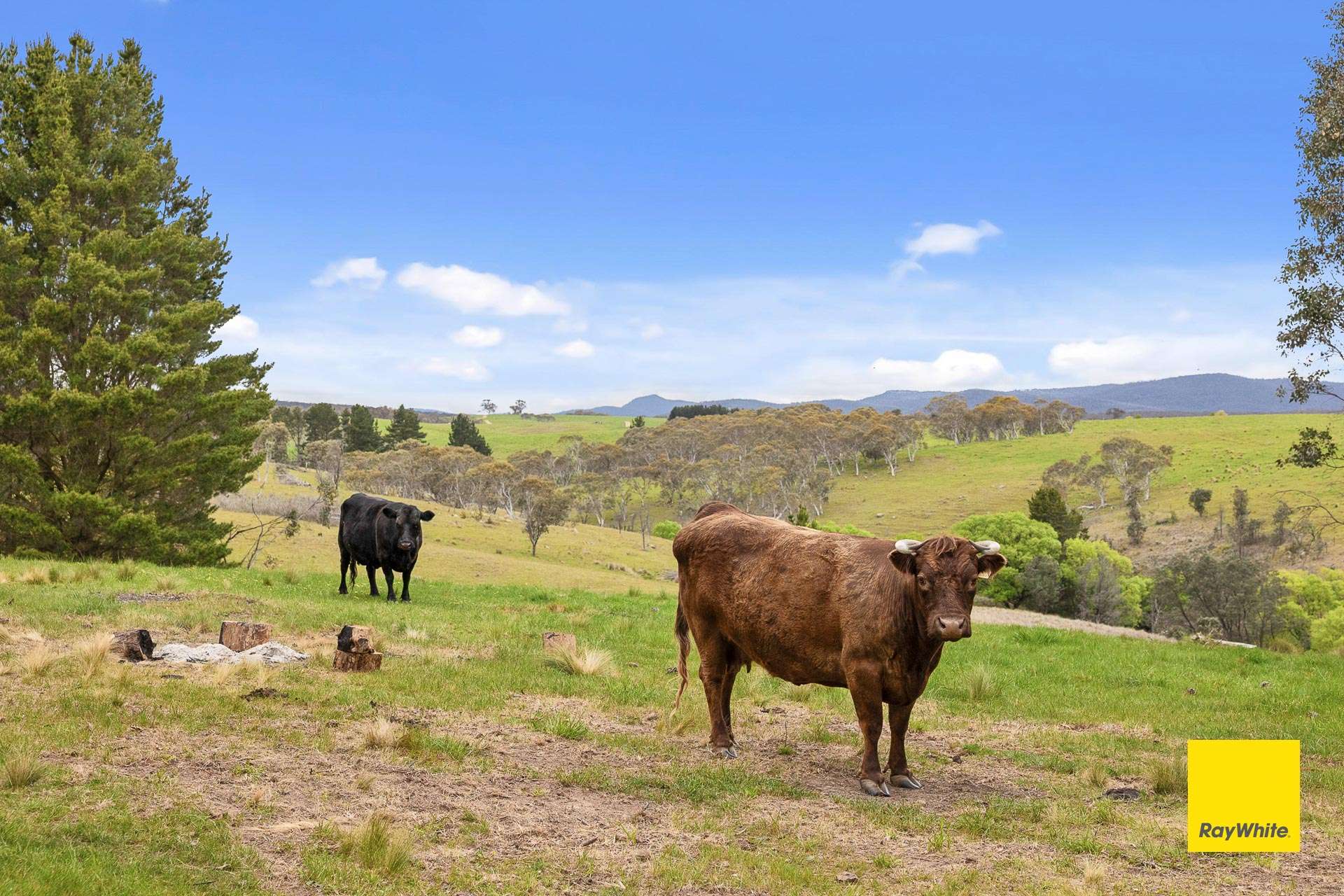 3837 Kings Highway, Bungendore For Sale by Farmbuy.com - image 23
