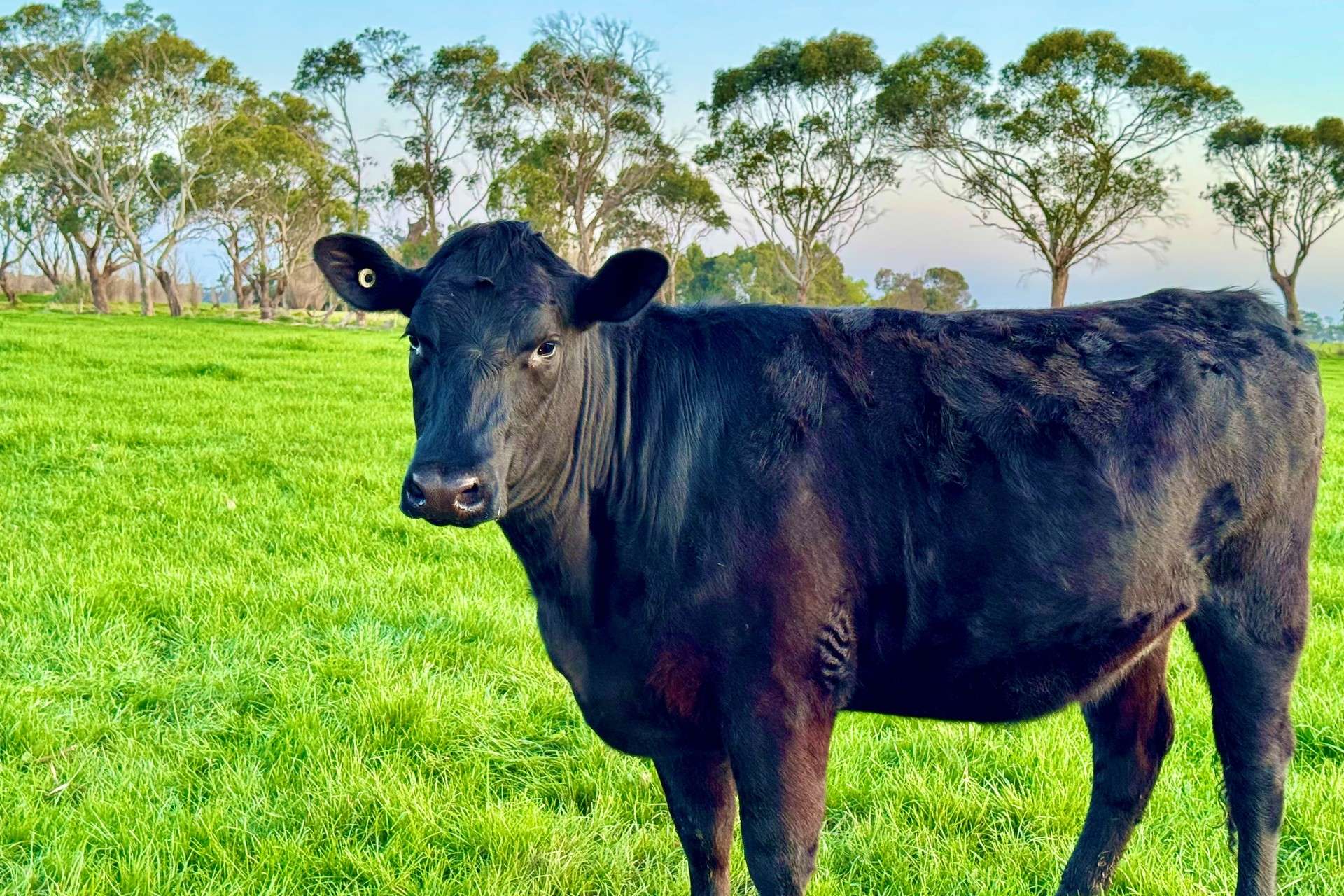 Nullawarre North For Sale by Farmbuy.com - image 7