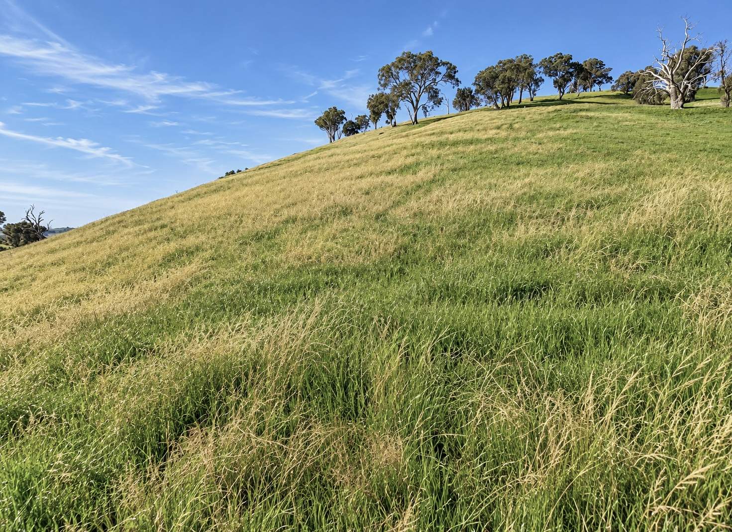 1511 Lake Road, Bethanga For Sale by Farmbuy.com - image 6