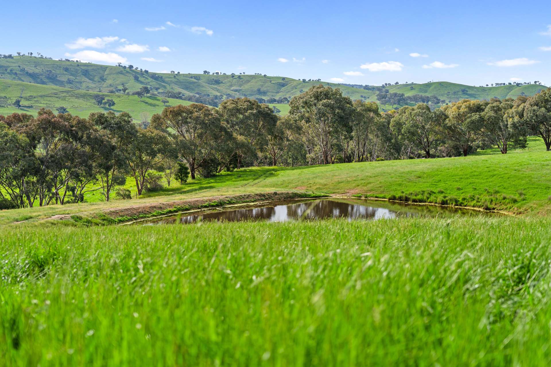 1511 Lake Road, Bethanga For Sale by Farmbuy.com - image 4