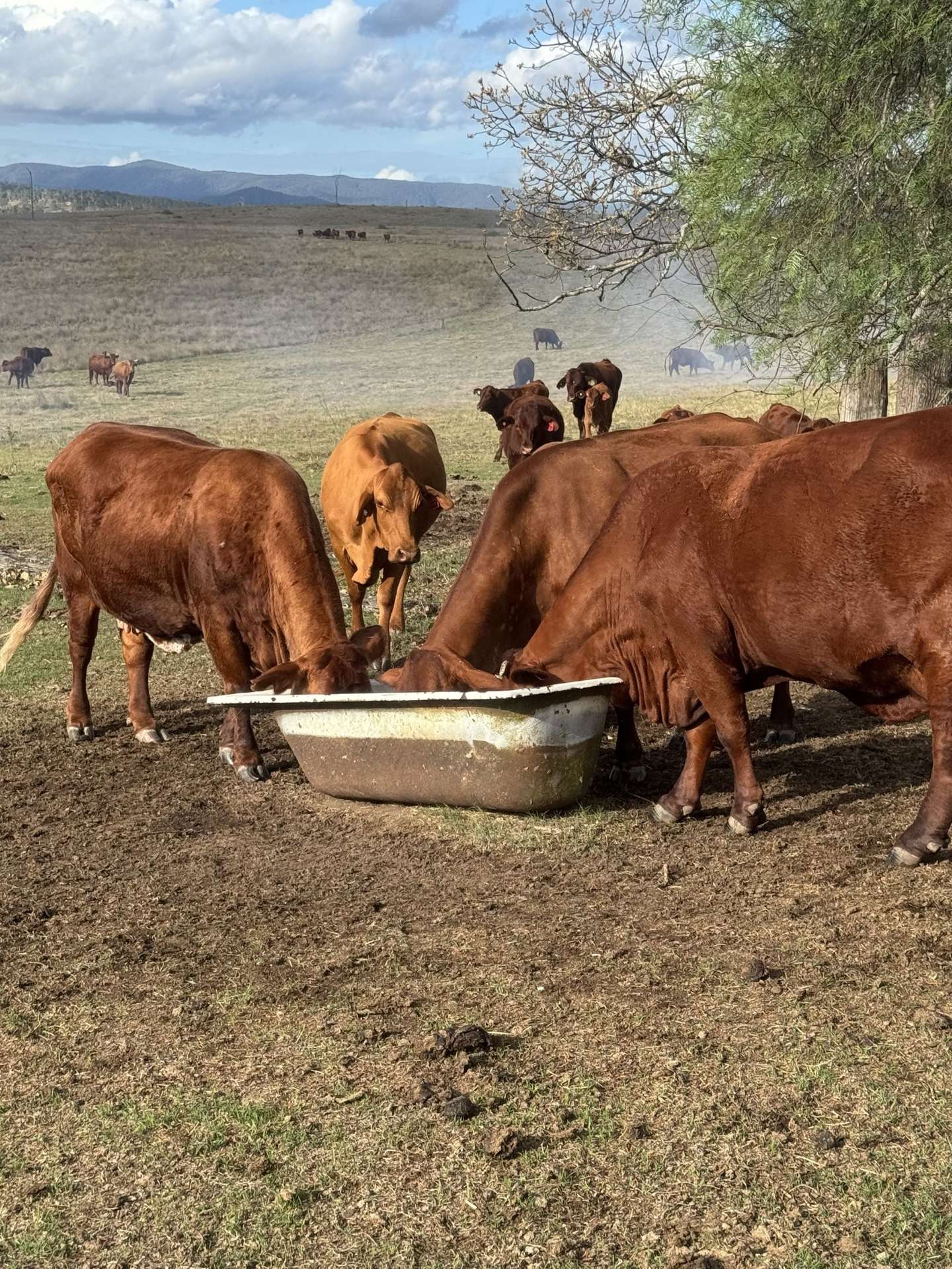 0 Kennedys Road, Winya For Sale by Farmbuy.com - image 22