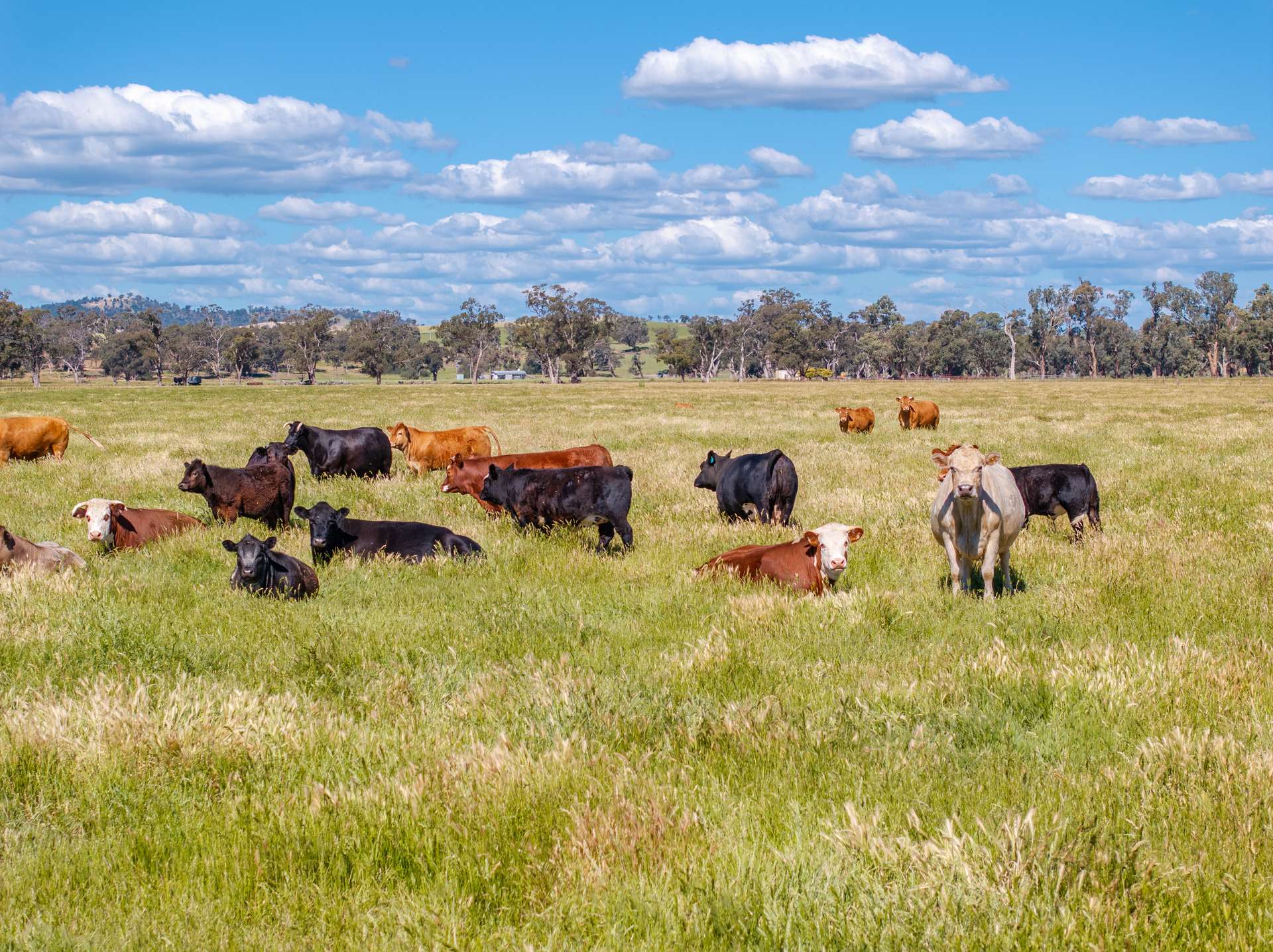 73 Pattersons Road, Wagga Wagga For Sale by Farmbuy.com - image 2
