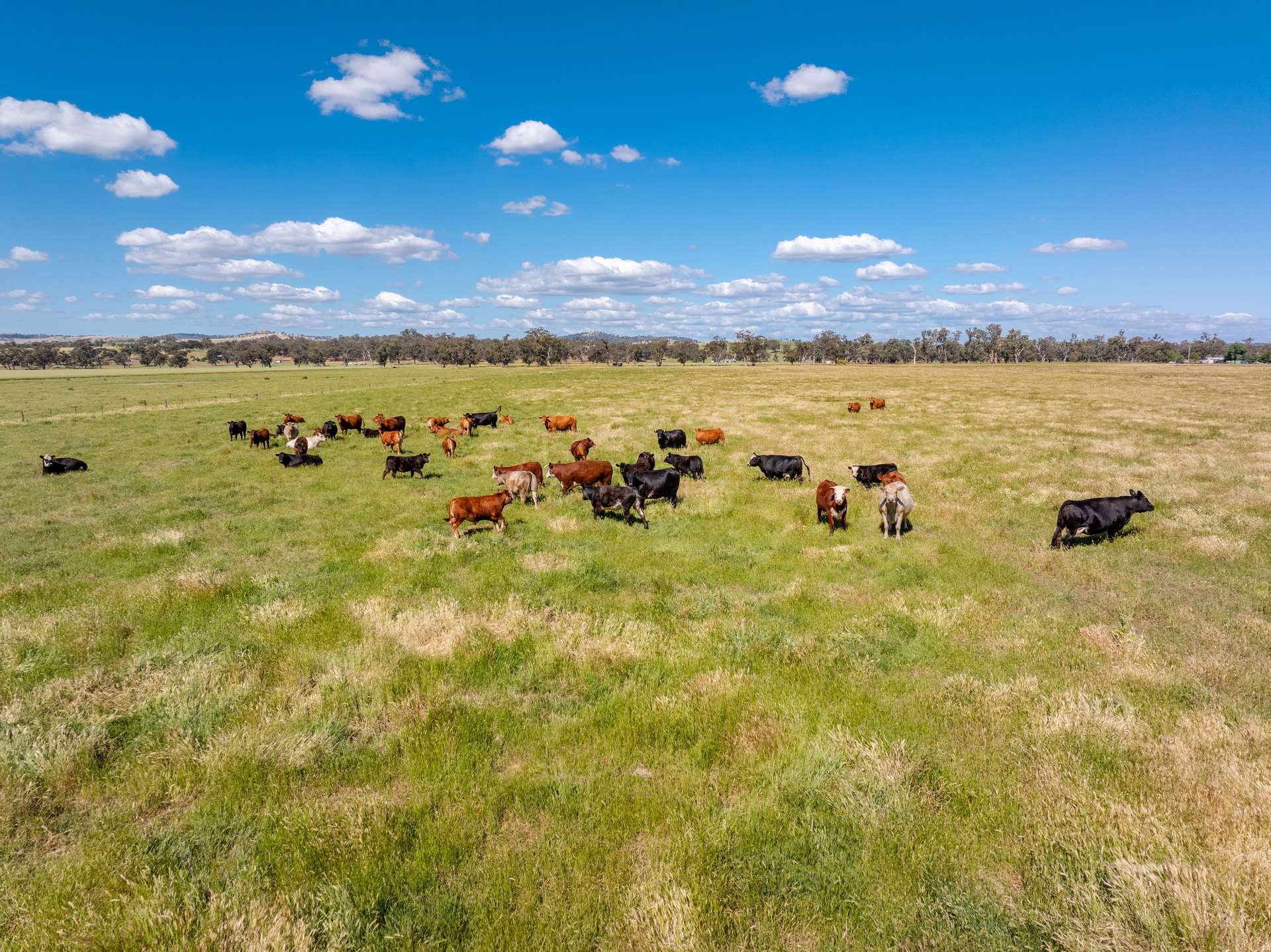 73 Pattersons Road, Wagga Wagga For Sale by Farmbuy.com - image 15