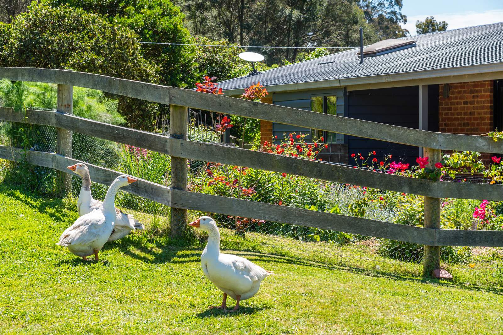 547 Pyalong Road, Lancefield For Sale by Farmbuy.com - image 4