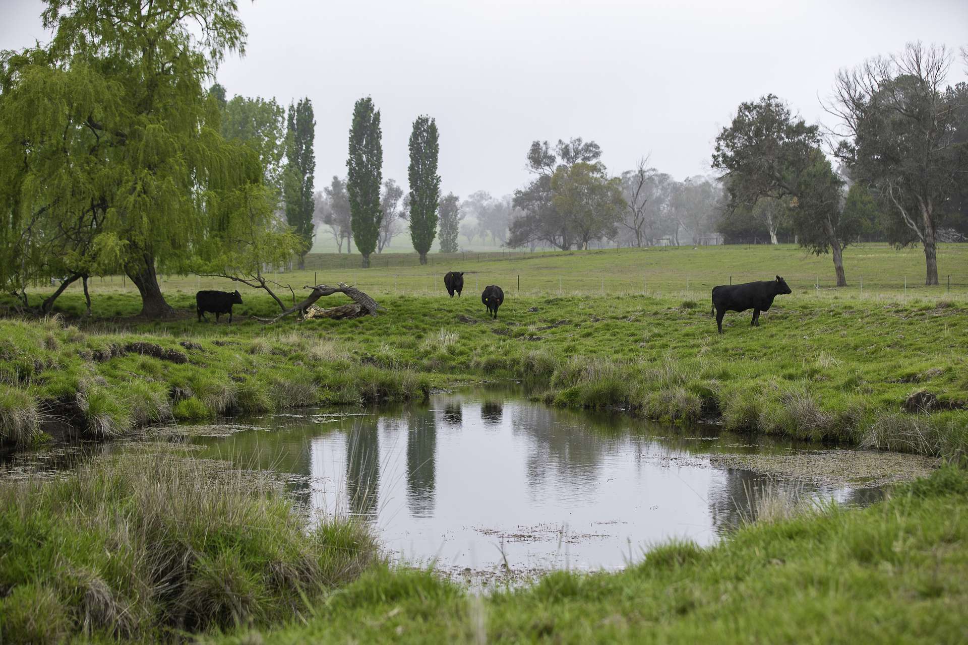 3214 Mount Mitchell Road, Glencoe Auction by Farmbuy.com - image 14