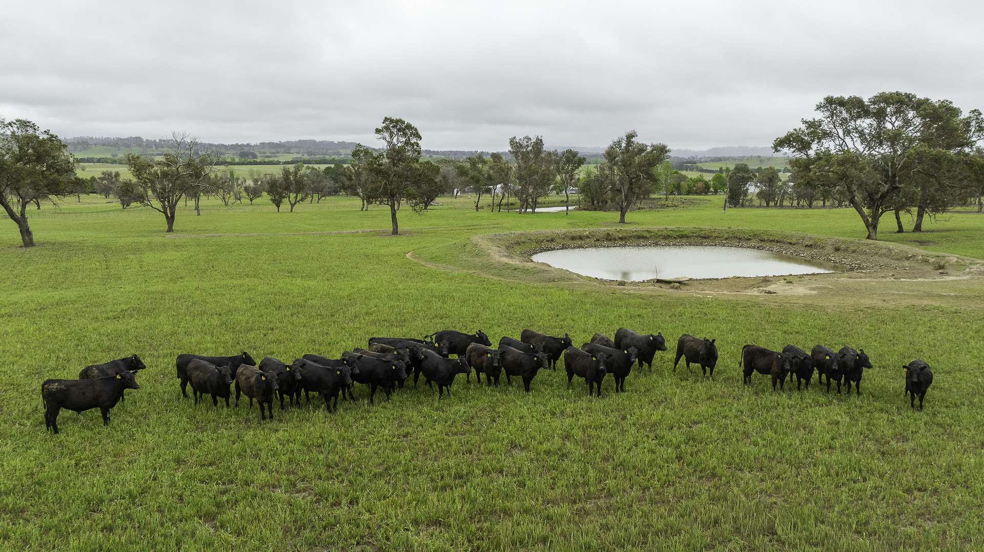 3214 Mount Mitchell Road, Glencoe Auction by Farmbuy.com - image 18
