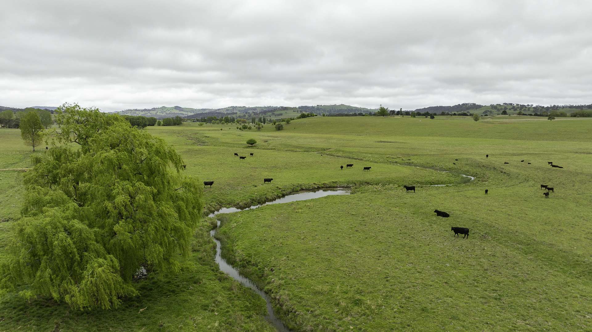 3214 Mount Mitchell Road, Glencoe Auction by Farmbuy.com - image 19
