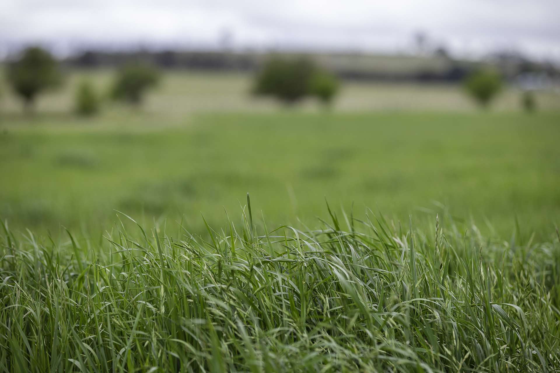 3214 Mount Mitchell Road, Glencoe Auction by Farmbuy.com - image 22