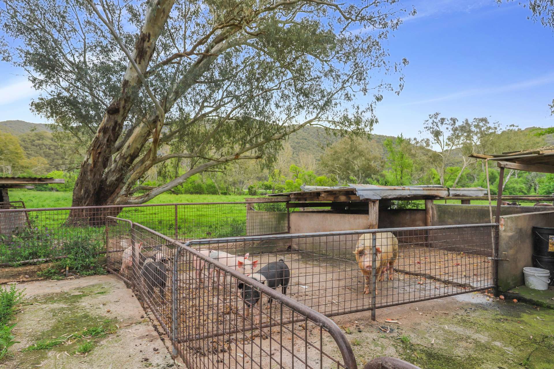 338 East Blowering Road, Tumut Auction by Farmbuy.com - image 23