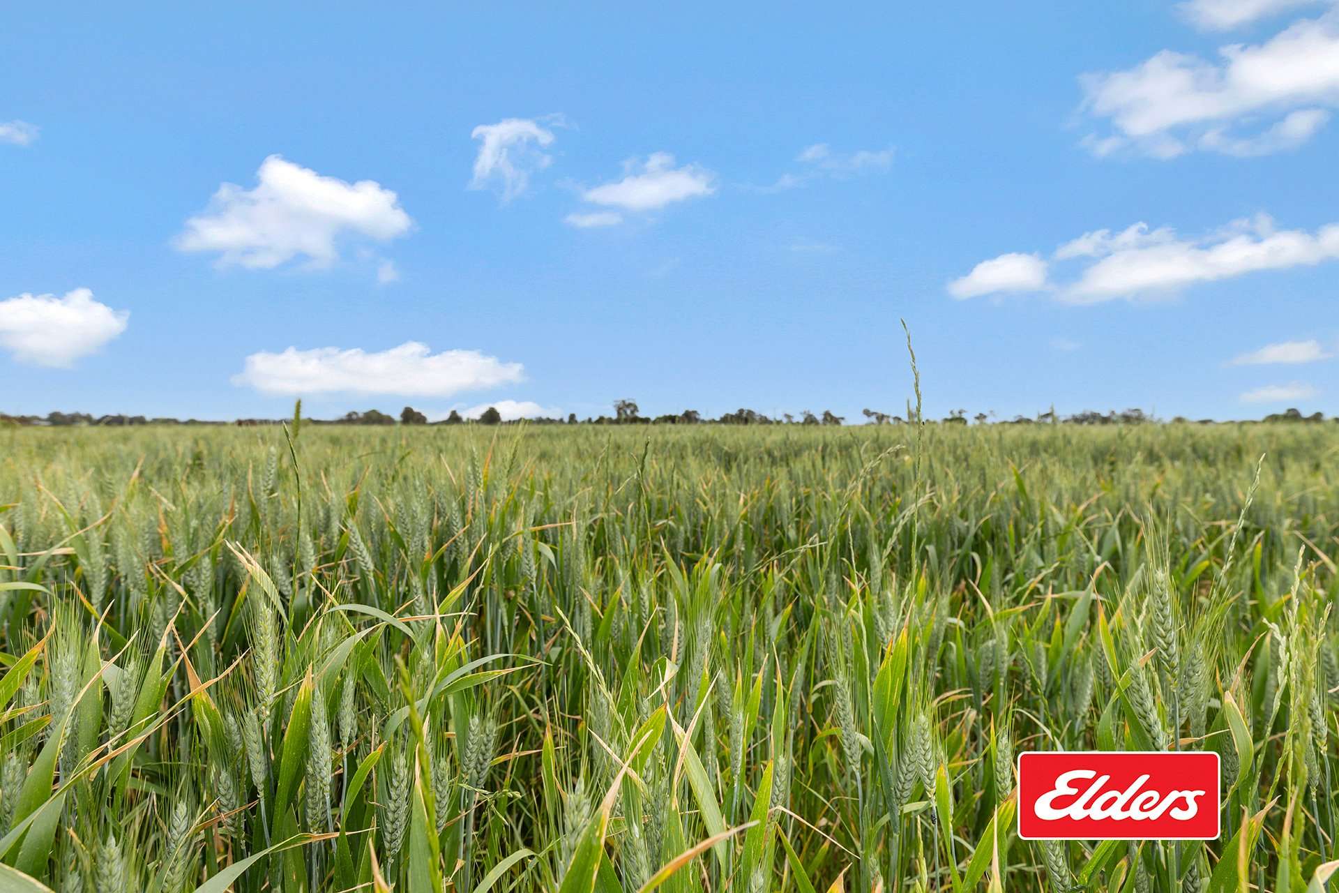 1130 Singer Road, Bamawm For Sale by Farmbuy.com - image 21