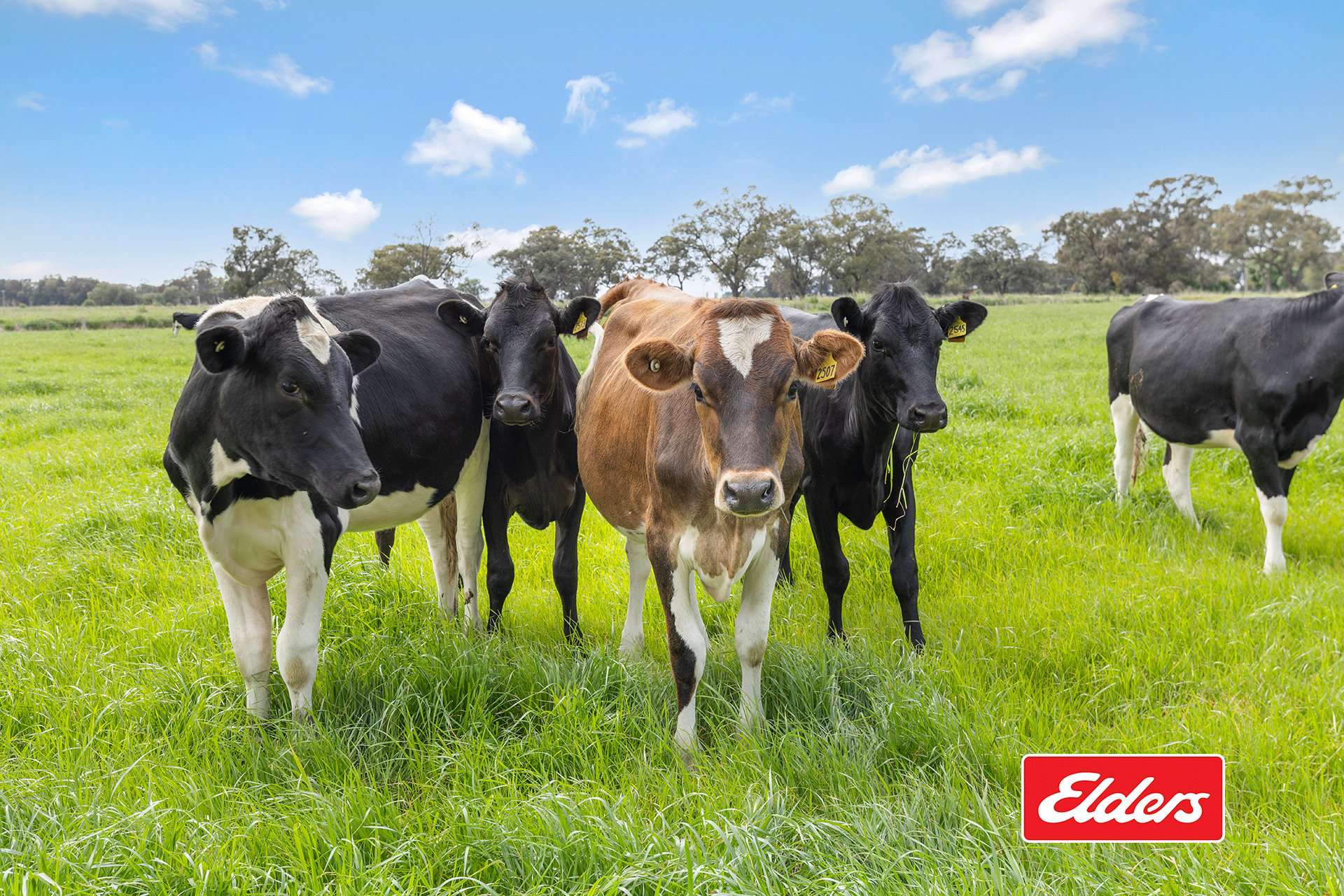1130 Singer Road, Bamawm For Sale by Farmbuy.com - image 22