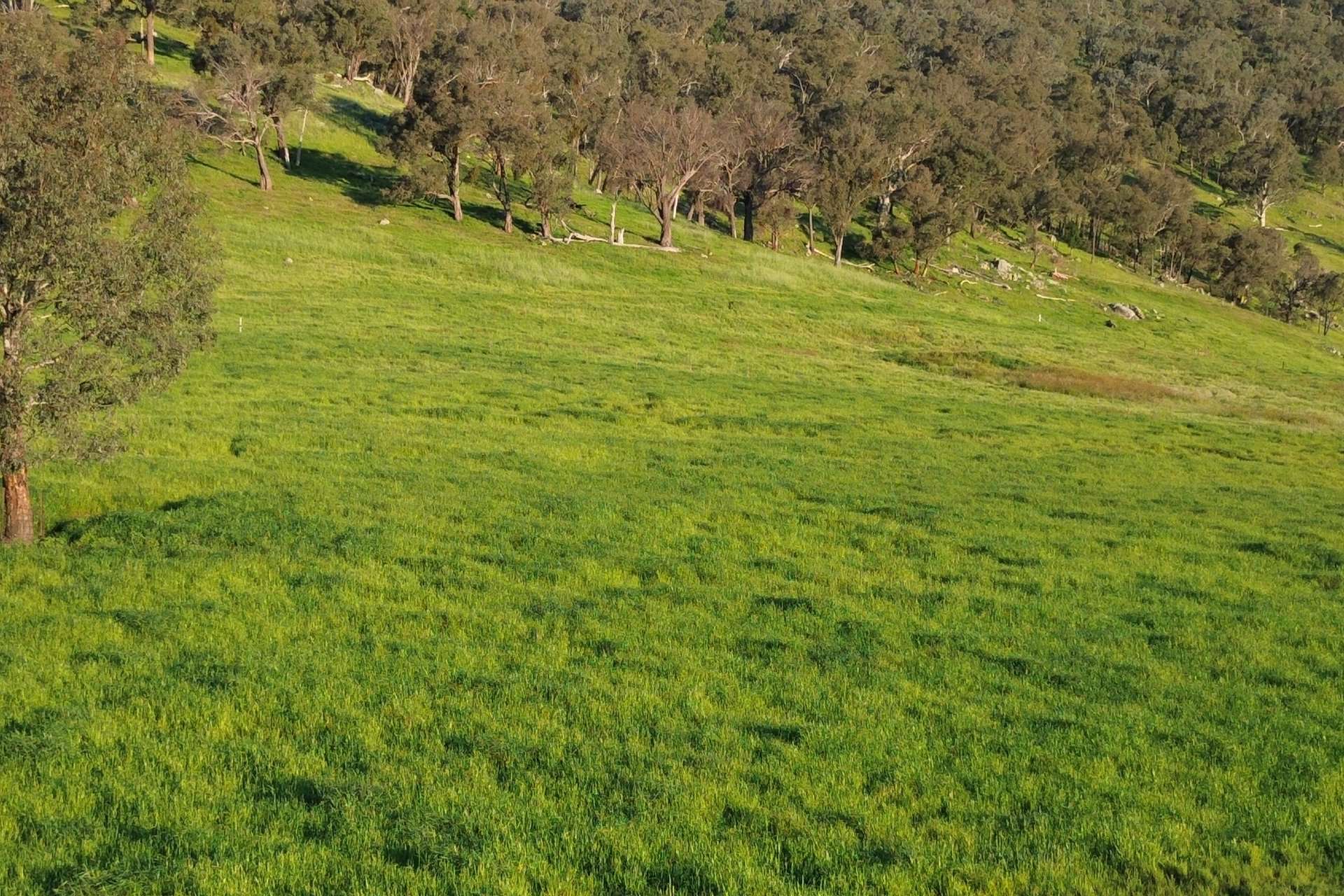 Lot 1 Sec Murray Valley Highway, Bullioh For Sale by Farmbuy.com - image 7