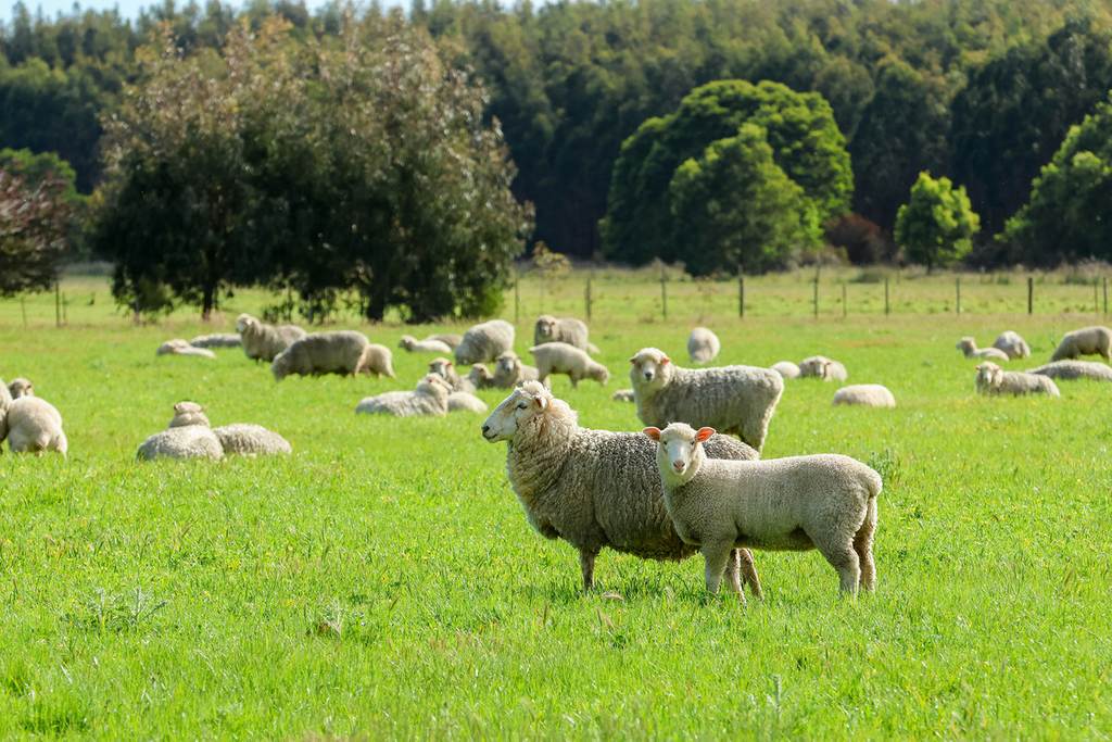183 Peters Road, Tyrendarra VIC 3285