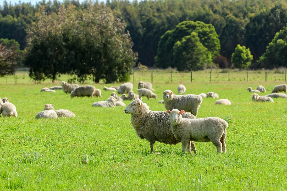 183 Peters Road, Tyrendarra For Sale by Farmbuy.com - image 1