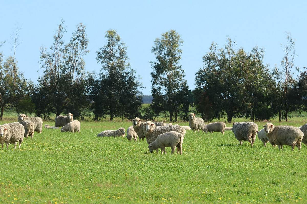 183 Peters Road, Tyrendarra For Sale by Farmbuy.com - image 6