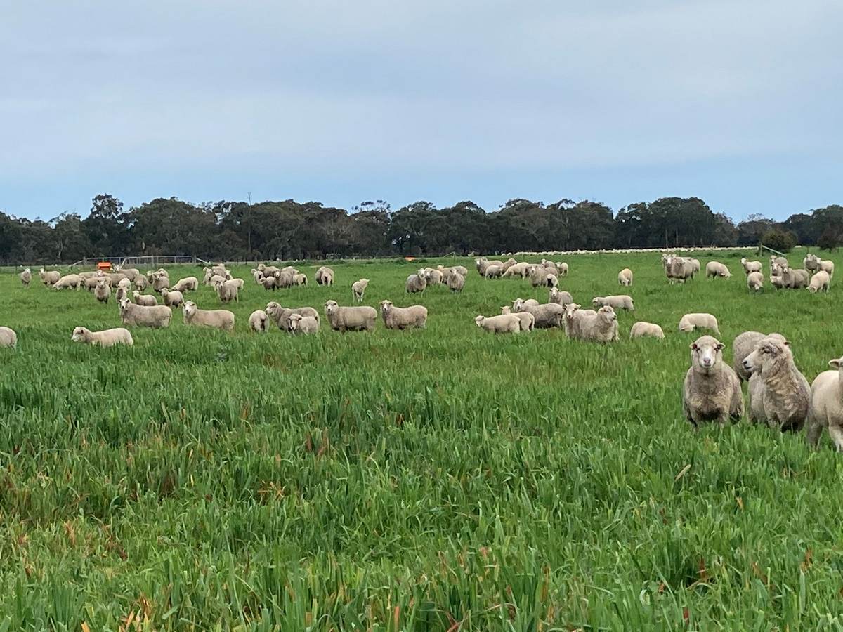 183 Peters Road, Tyrendarra For Sale by Farmbuy.com - image 5