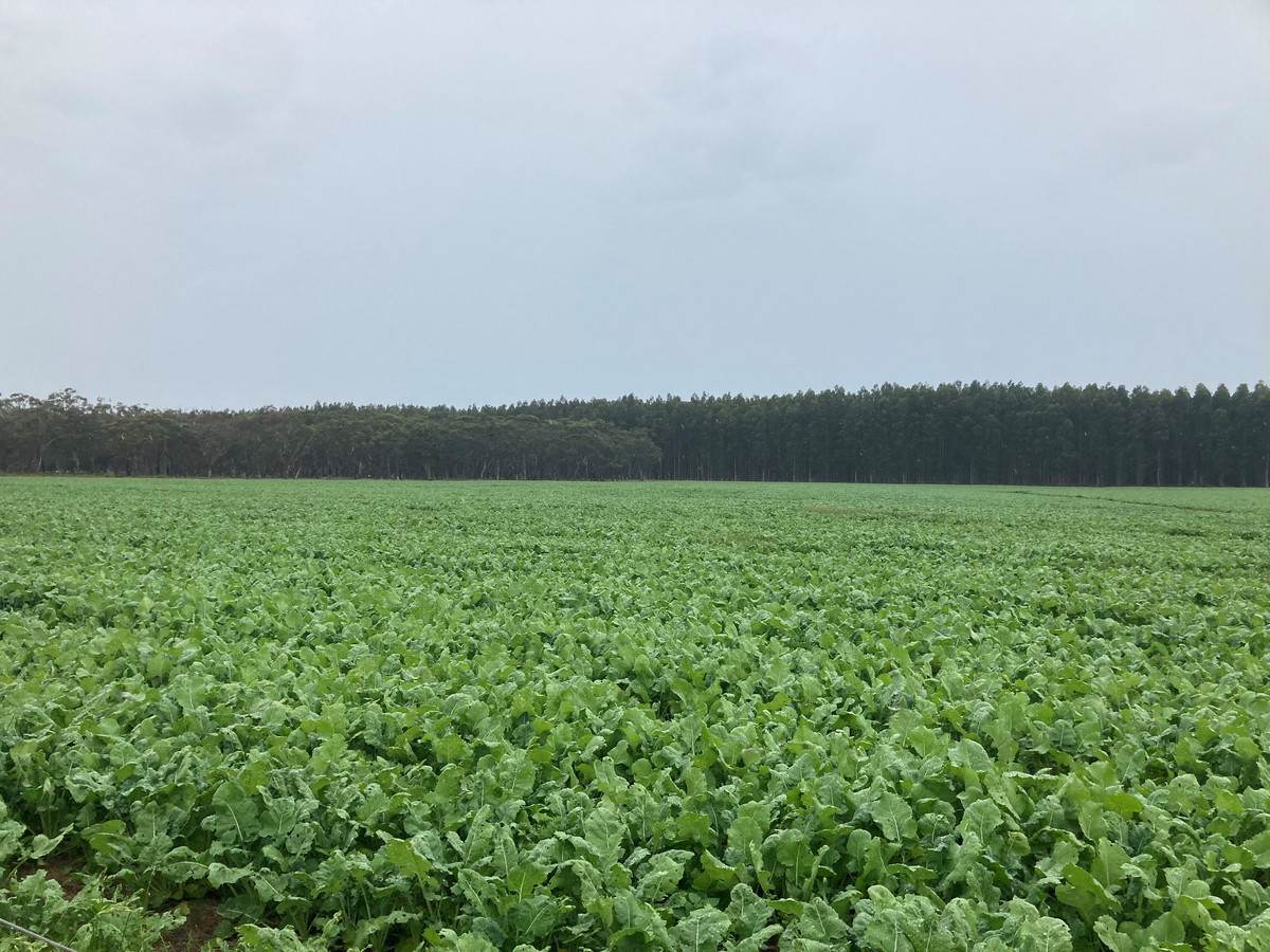 183 Peters Road, Tyrendarra For Sale by Farmbuy.com - image 3