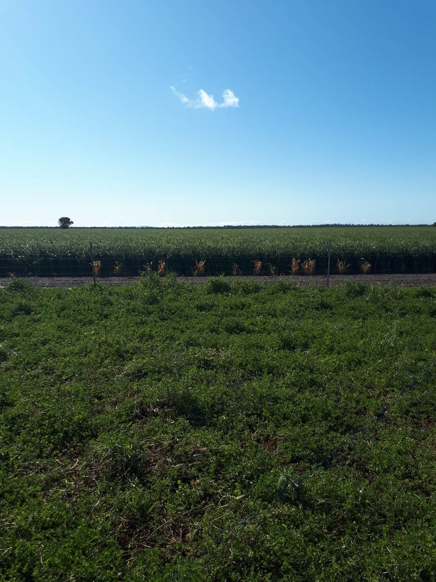 4355 Newell Highway, Wirrinya For Sale by Farmbuy.com - image 6