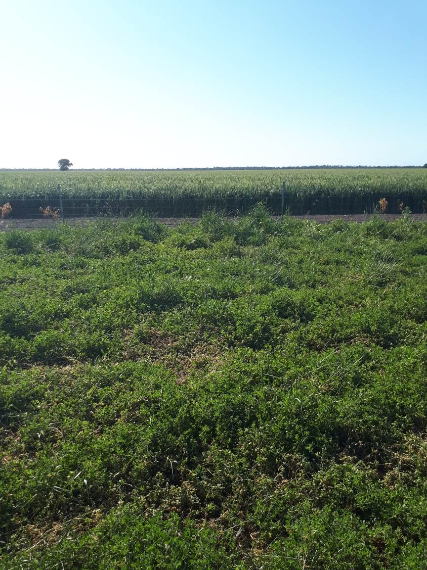 4355 Newell Highway, Wirrinya For Sale by Farmbuy.com - image 1