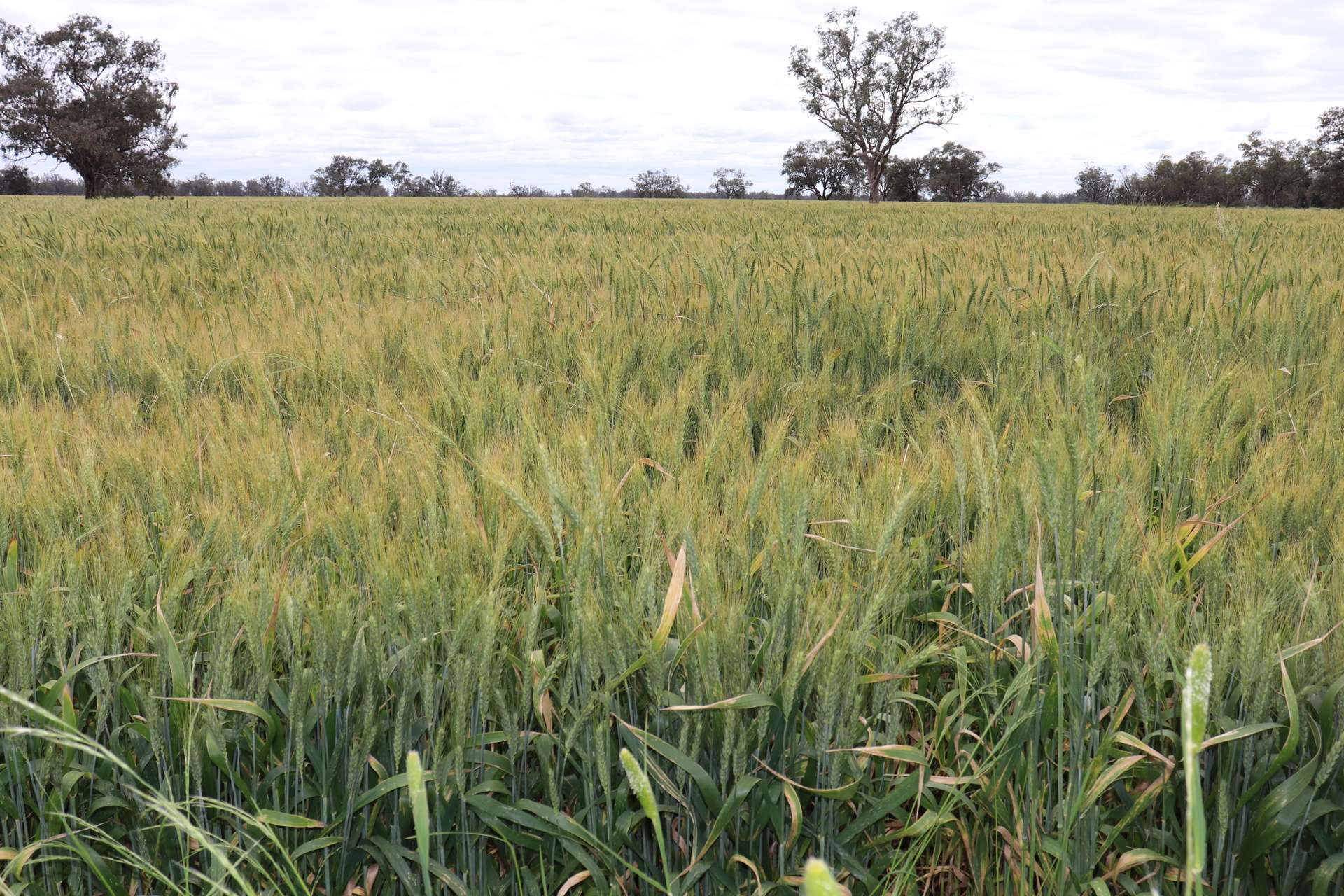 4355 Newell Highway, Wirrinya For Sale by Farmbuy.com - image 4