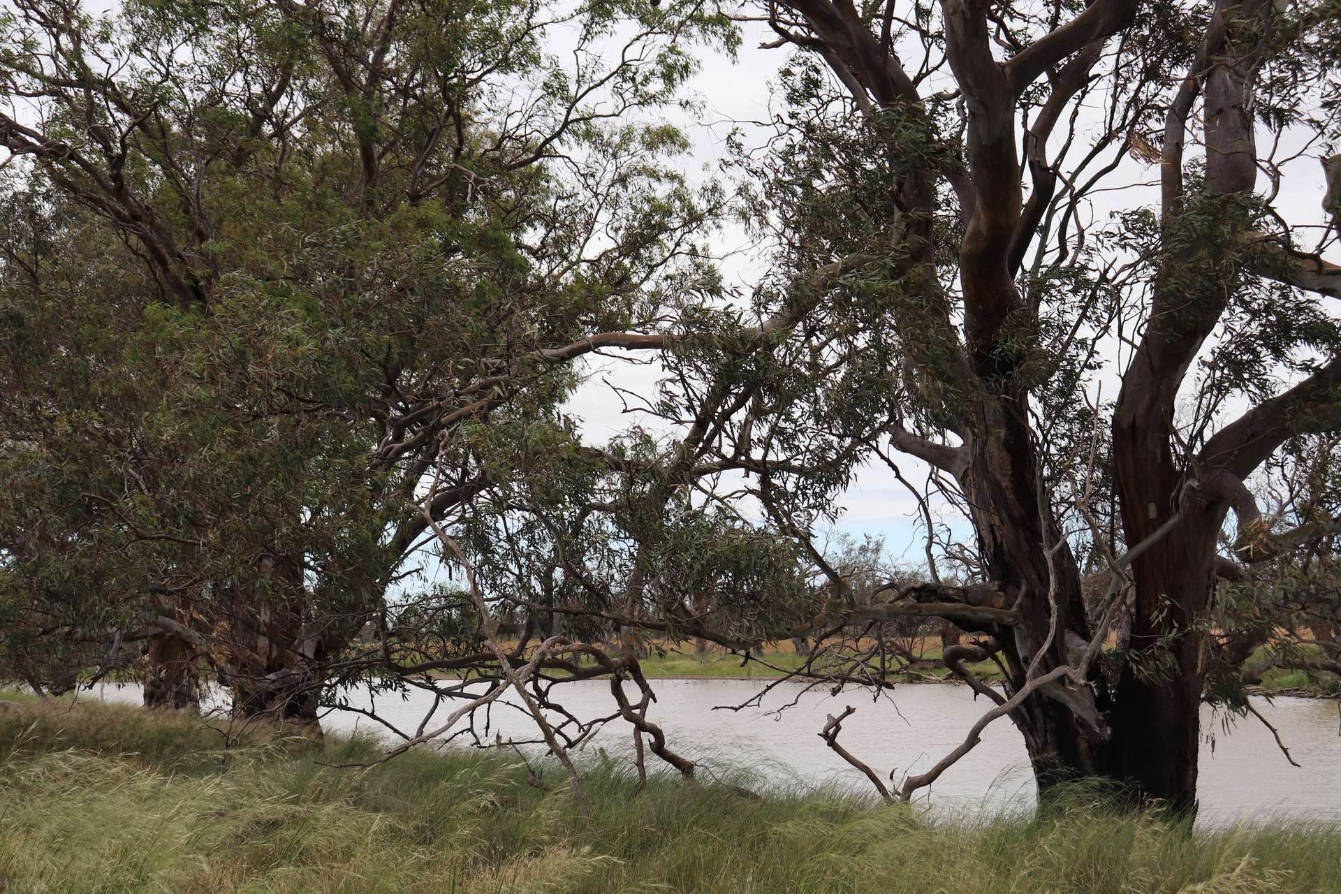 4355 Newell Highway, Wirrinya For Sale by Farmbuy.com - image 18