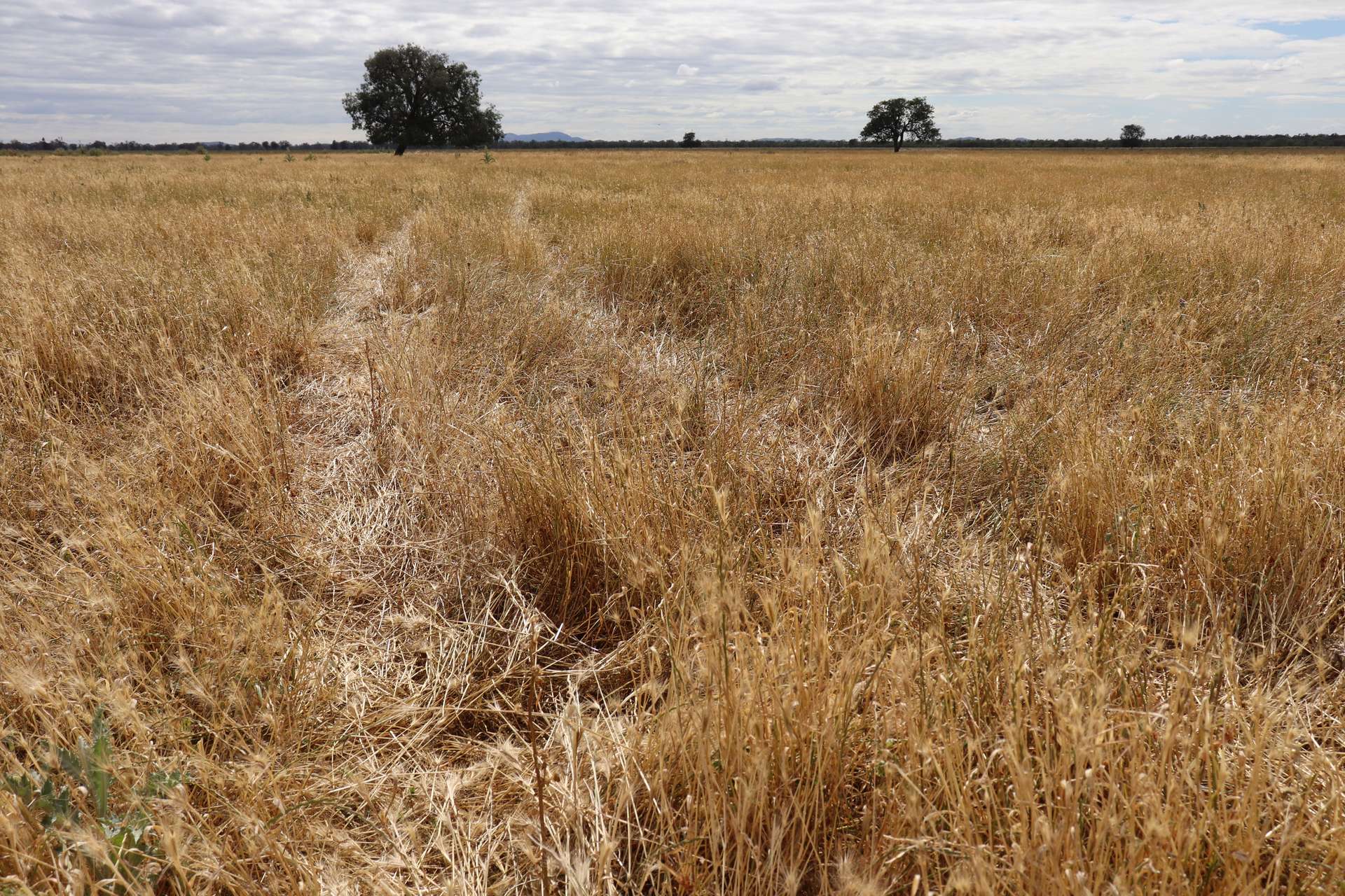 4355 Newell Highway, Wirrinya For Sale by Farmbuy.com - image 26