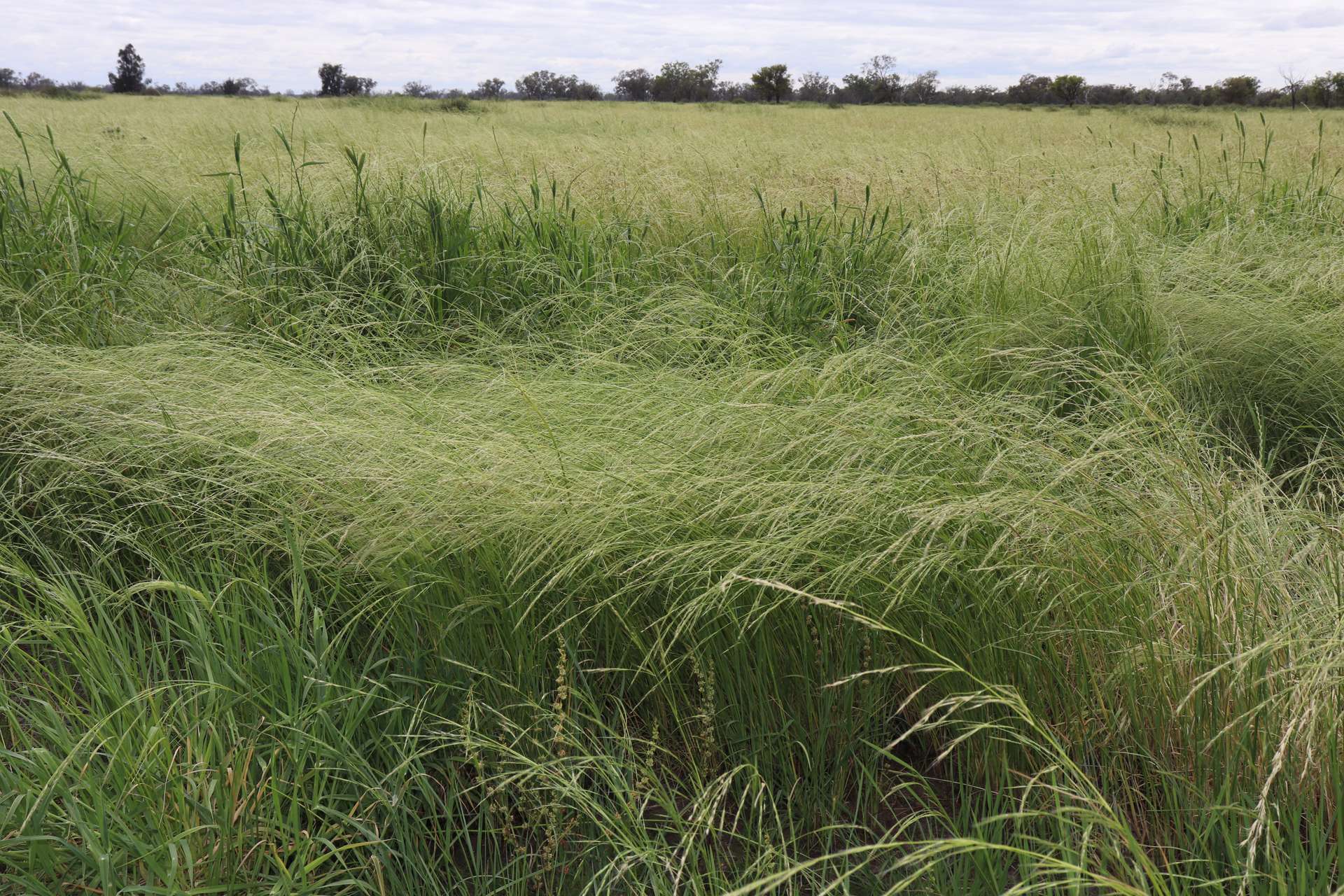 4355 Newell Highway, Wirrinya For Sale by Farmbuy.com - image 30