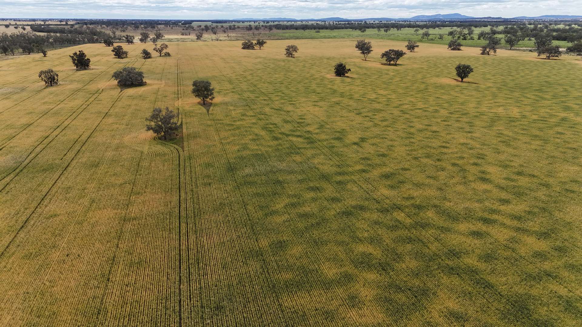 4355 Newell Highway, Wirrinya For Sale by Farmbuy.com - image 14