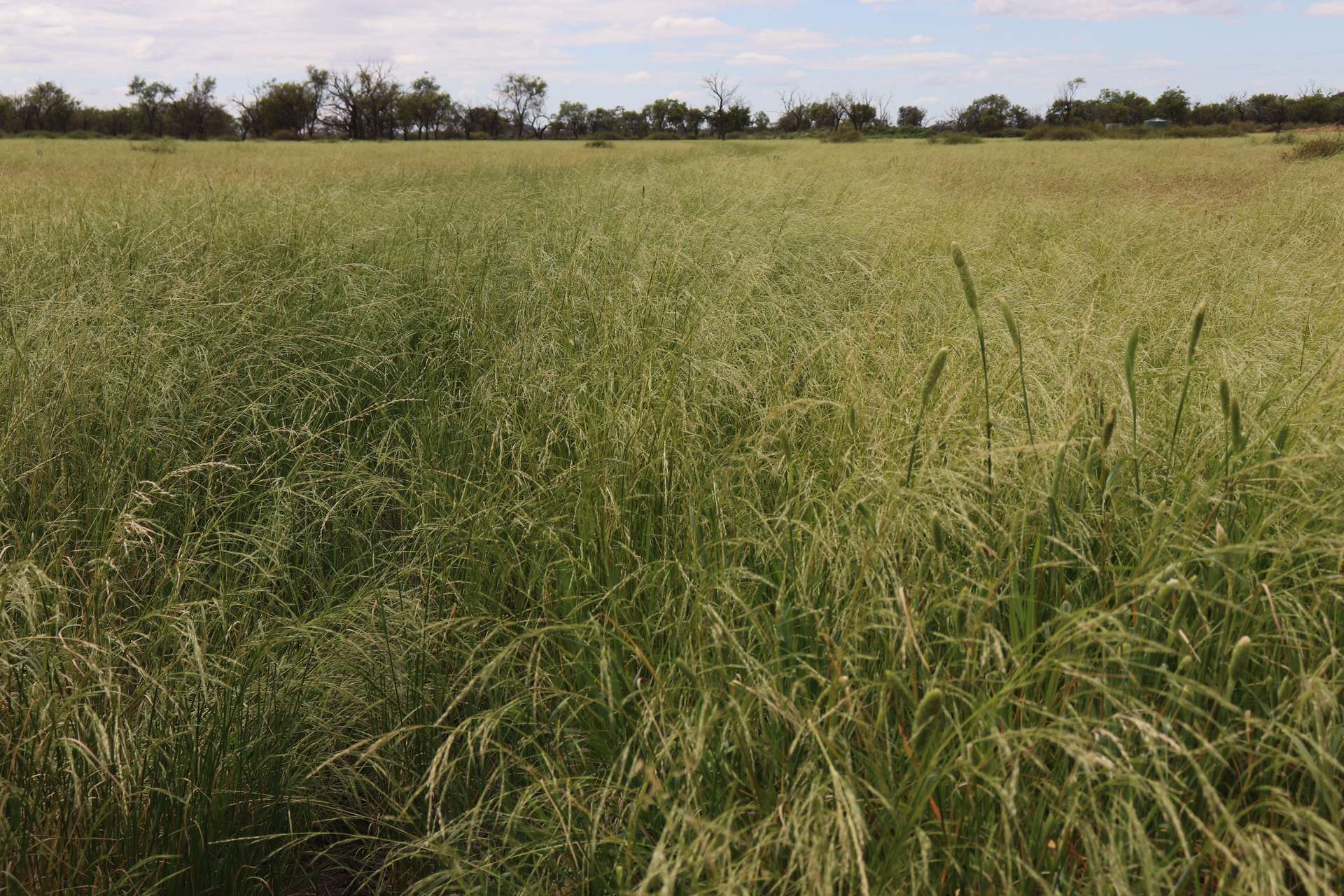 4355 Newell Highway, Wirrinya For Sale by Farmbuy.com - image 28