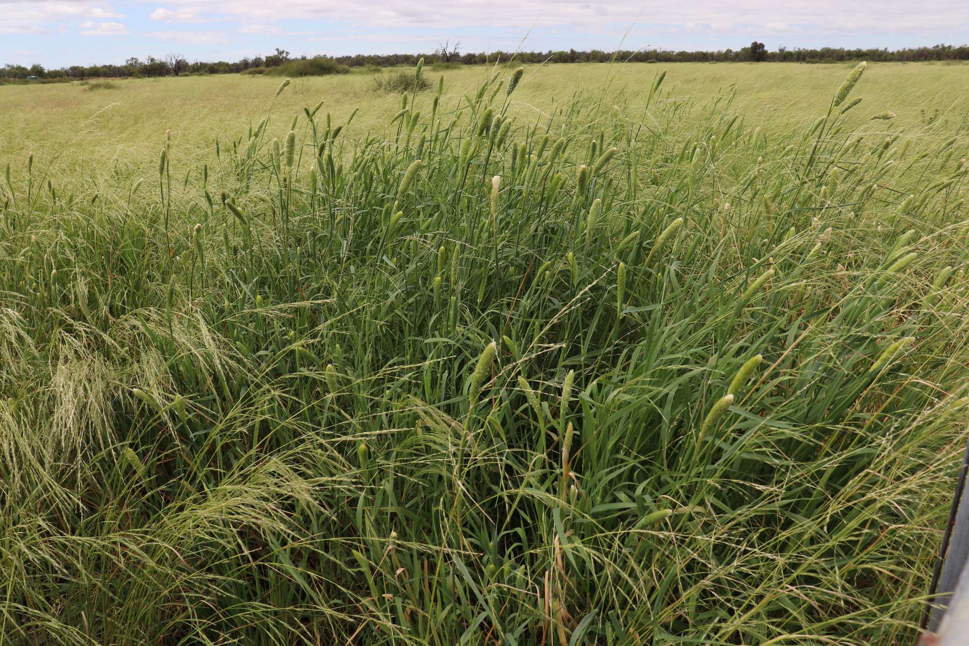 4355 Newell Highway, Wirrinya For Sale by Farmbuy.com - image 24