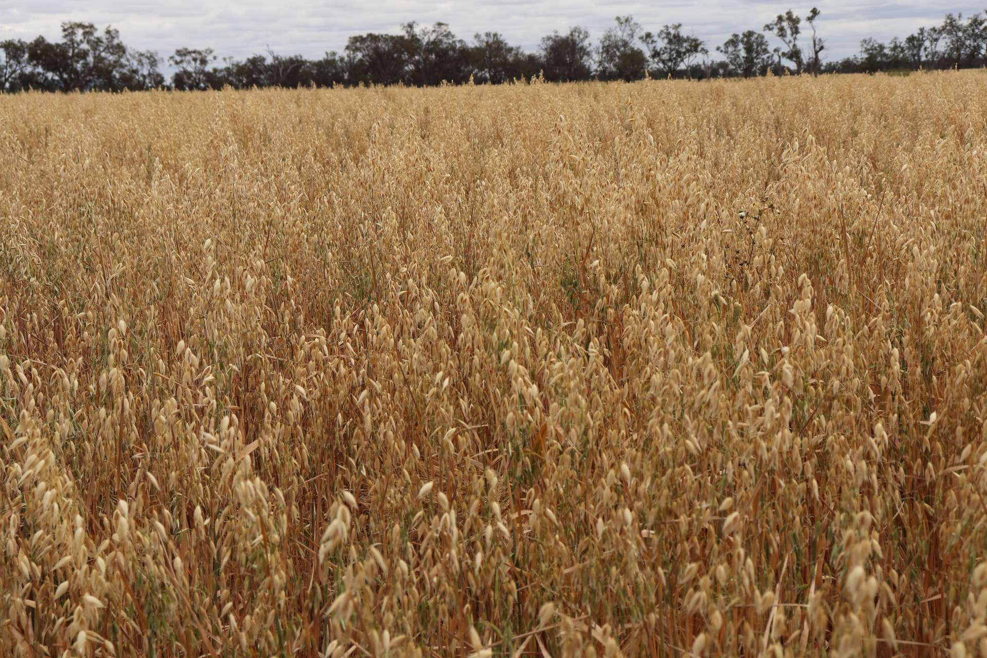 4355 Newell Highway, Wirrinya For Sale by Farmbuy.com - image 12