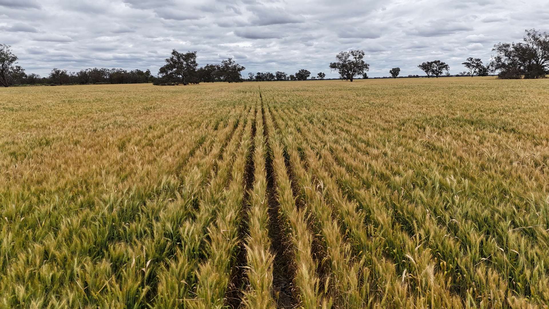 4355 Newell Highway, Wirrinya For Sale by Farmbuy.com - image 13