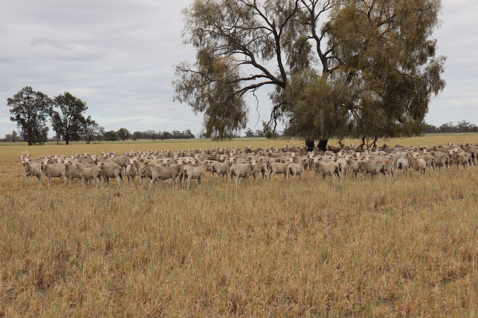 4355 Newell Highway, Wirrinya For Sale by Farmbuy.com - image 9