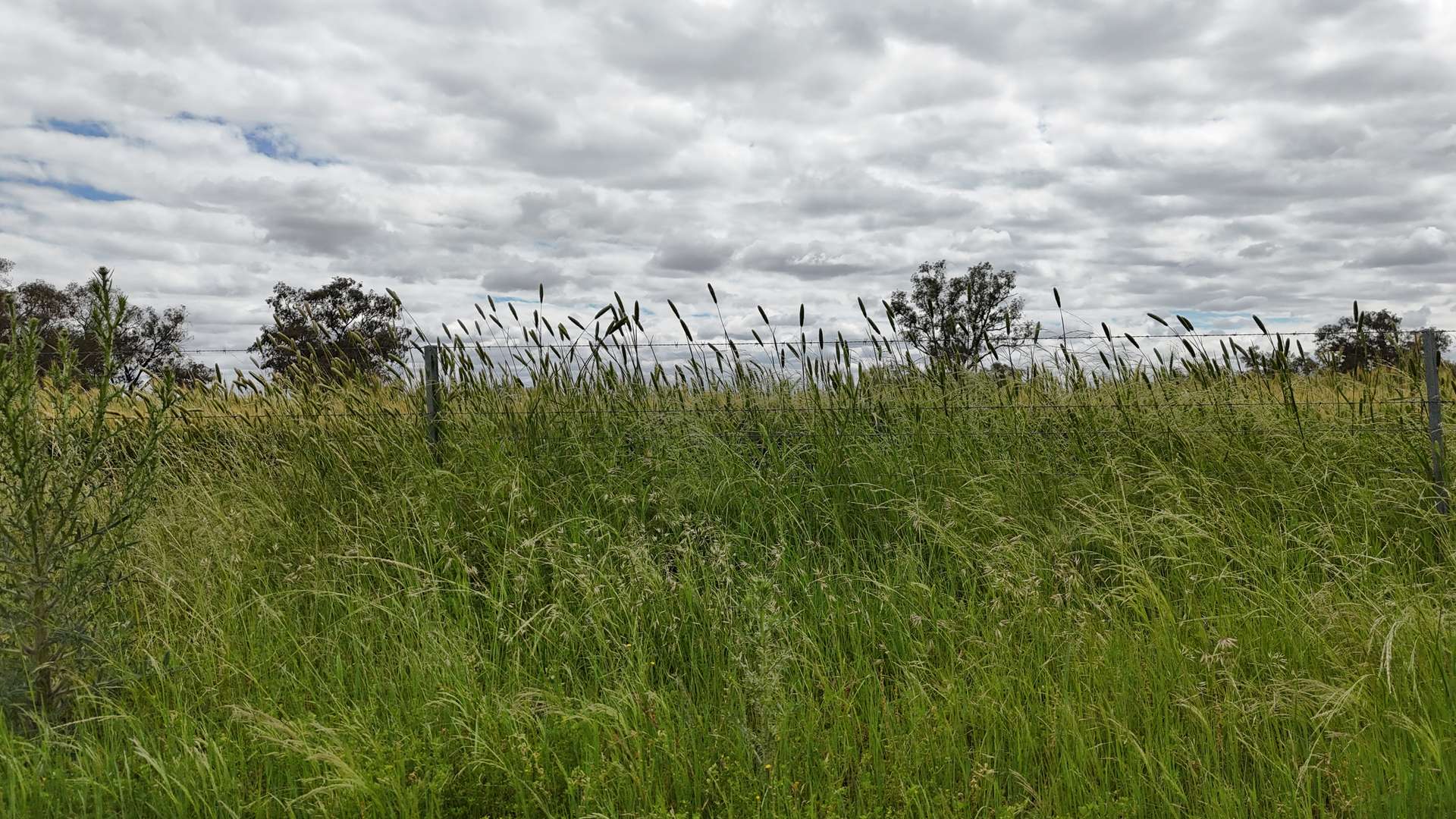 4355 Newell Highway, Wirrinya For Sale by Farmbuy.com - image 7