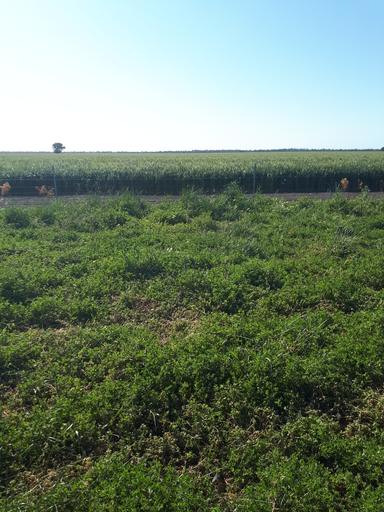 4355 Newell Highway, Wirrinya NSW 2871